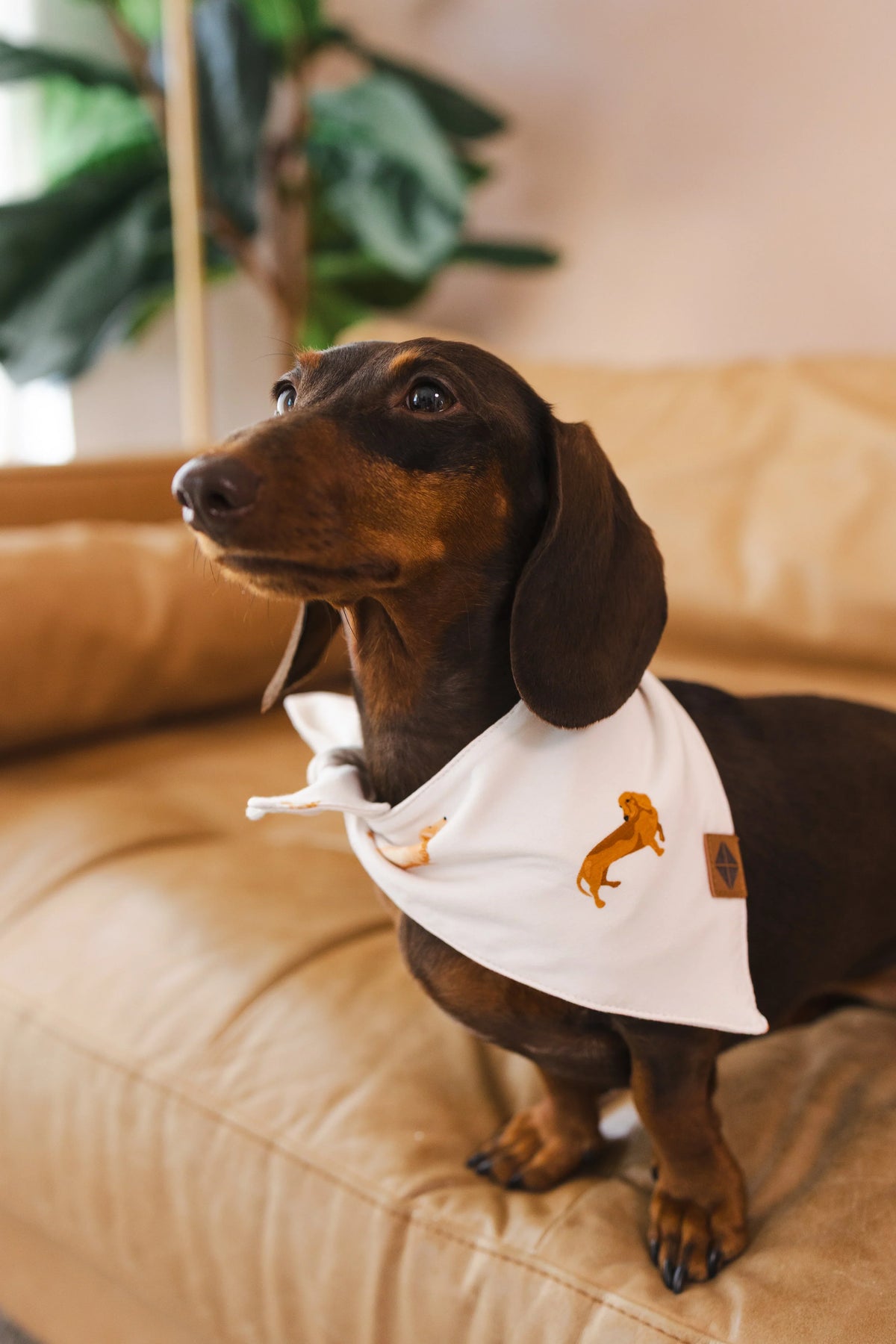Dog Bandana in Dachshund Main image